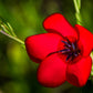 800 RED DRUMMOND PHLOX (Texas Pride) Phlox Drummondii Flower Seeds