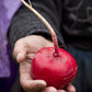 2000 CRIMSON GIANT RADISH Raphanus Sativus Vegetable Seeds