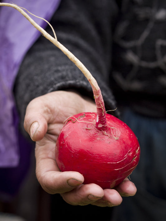2000 CRIMSON GIANT RADISH Raphanus Sativus Vegetable Seeds
