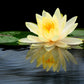 3 Organic Mixed Colors LOTUS Nelumbo Nucifera Pond Water Lily Lilypad Blue Red Flower Large Seeds