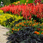 50 RED SALVIA Splendens St. John's Fire Scarlet Sage Flower Seeds
