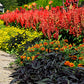 1000 DAHLBERG DAISY Thymophylla Tenuiloba Yellow Flower Seeds - aka Golden Fleece, Gold Carpet,  Shooting Star