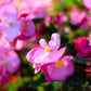 25 Rose PINK WAX BEGONIA Semperflorens Fibrous Shade Flower Seeds