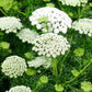 200 BISHOPS FLOWER Ammi Majus False Queen Annes Lace Seeds