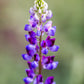 100 ARROYO LUPINE (Hollowleaf Lupine / Succulent Lupine) Lupinus Succulentus Flower Seeds