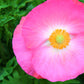 2000 MIXED Colors SHIRLEY POPPY ( aka Corn / Field / Flanders ) Papaver Rhoeas Flower Seeds