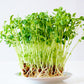 50 SNOW PEA Pisum Sativum Vegetable Seeds