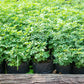 50 TRUE INDIGO Dye Indigo Indigofera Tinctoria Pink Purple Sub Shrub Flower Seeds