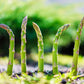 125 ASPARAGUS UC72 Officinallis Mary's Granddaughter Vegetable Seeds
