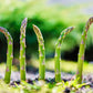 125 ASPARAGUS UC72 Officinallis Mary's Granddaughter Vegetable Seeds