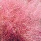 40 PINK MUHLY GRASS Cotton Candy Grass Muhlenbergia Capillaris Native Seeds