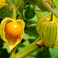 50 PERUVIAN GROUND CHERRY Physalis Peruviana Cape Gooseberry Fruit Veggie Seeds