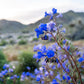 200 CALIFORNIA BLUEBELL (Wild Canterbury Bells / Desert Blue Bell) Phacelia Campanularia Flower Seeds