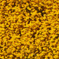1500 CALIFORNIA SUNSHINE GOLDFIELDS Lasthenia Glabrata Yellow Flower Seeds