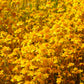 1500 CALIFORNIA SUNSHINE GOLDFIELDS Lasthenia Glabrata Yellow Flower Seeds