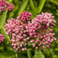 75 RED SWAMP MILKWEED Asclepias Incarnata Flower Seeds