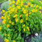 250 YELLOW MONKEY FLOWER Mimulus Grandiflorus Perennial Flower Seeds