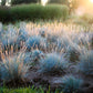 100 BLUE Sheeps FESCUE GRASS Festuca Ovina Glauca Cinerea Seeds