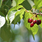 5 HIMALAYAN CHERRY Prunus Cerasoides Pink Flowers Red Fruit Tree Seeds