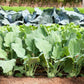 2000 WHITE VIENNA KOHLRABI German Turnip / Turnip Cabbage Brassica Oleracea Root & Leaf Vegetable Seeds