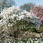 5 STAR MAGNOLIA Stellata TREE Seeds - Fragrant White to Pink Big 4" Wide Flowers