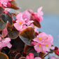 25 WAX MIXED BEGONIA Semperflorens Fibrous Mixed Colors Red Pink White Two Tone Shade Flower Seeds