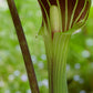 5 JACK IN THE PULPIT Arisaema Triphyllum Native Shade Flower Seeds