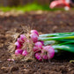 100 SCARLET BANDIT Bunching ONION Red Allium Cepa Vegetable Seeds