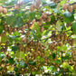 100 KIWI FRUIT Kiwi Actinidia Vine Seeds (Kiwifruit / Hardy Kiwi / Tara Vine / Yang Tao / Chinese Gooseberry / Chinese Strawberry)