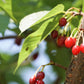 5 HIMALAYAN CHERRY Prunus Cerasoides Pink Flowers Red Fruit Tree Seeds