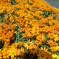 250 Mixed Colors CLASSIC ZINNIA Linearis Angustifolia Narrow Leaf Creeping Mexican Flower Seeds