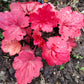 1200 Mixed Colors CORAL BELLS HEUCHERA Shade Flower Seeds