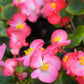 25 Rose PINK WAX BEGONIA Semperflorens Fibrous Shade Flower Seeds