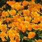 50 ORANGE SUN PANSY Swiss Giant Viola Wittrockiana Flower Seeds