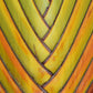 10 TRAVELLER'S PALM TREE Ravenala Madagascariensis Flower Houseplant Seeds