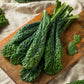 1500 LACINATO KALE Dinosaur Tuscan Black Brassica Oleracea Vegetable Seeds