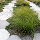 200 TUFTED HAIRGRASS Tussock Grass Deschampsia Cespitosa Moist Ornamental Native Seeds