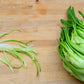 250 CICORIA CATALOGNA Puntarelle Chicorium Chicory Vegetable Seeds