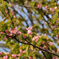 20 Chinese QUINCE FRUIT TREE Chaenomeles Sinensis Pseudocydonia Fruit Flower Seeds Thornless
