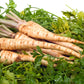 1000 HAMBURG ROOTED PARSLEY Petroselinum Crispum Tuberosum Root Vegetable Seeds