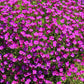 150 SPRING CHARM ROCKCRESS Rose Rock Cress Arabis Arendsii Flower Mix Seeds