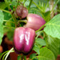100 LILAC BELL PEPPER Capsicum Annuum Sweet Mild Purple Vegetable Seeds