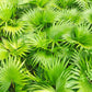 5 GREEN SAW PALMETTO Serenoa Repens American Dwarf Palm Tree Shrub Edible Fruit Sun or Shade Seeds