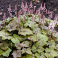 20 HEARTLEAF FOAMFLOWER White & Pink Tiarella Wherryi Coolwort Flower Seeds