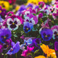 250 Mixed Colors SWISS GIANT PANSY Viola Wittrockiana Flower Seeds