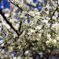 5 COMMON APRICOT Fruit Tree Prunus Armeniaca White Pink Flower Seeds