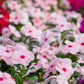 100 DWARF Little MIX PERIWINKLE / Vinca Rosea Flower Seeds