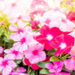 100 DWARF Little MIX PERIWINKLE / Vinca Rosea Flower Seeds