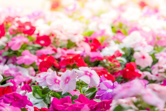 100 DWARF Little MIX PERIWINKLE / Vinca Rosea Flower Seeds