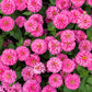 250 LUMINOSA PINK ZINNIA Elegans Flower Seeds